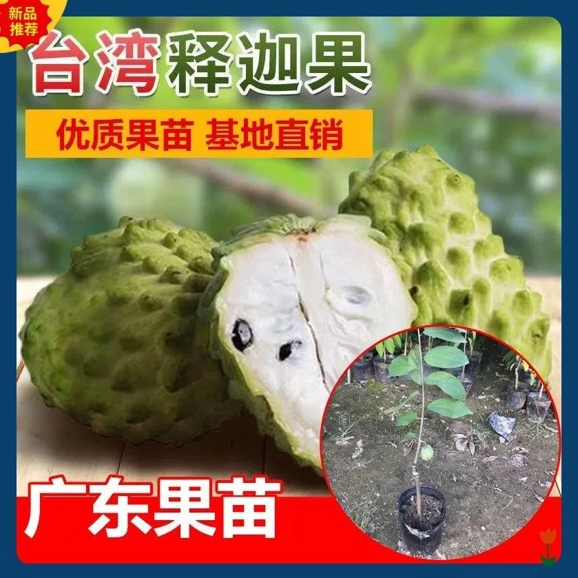 四季台湾凤梨释迦果树苗红释迦果苗番鬼荔枝释迦果树苗盆栽庭院