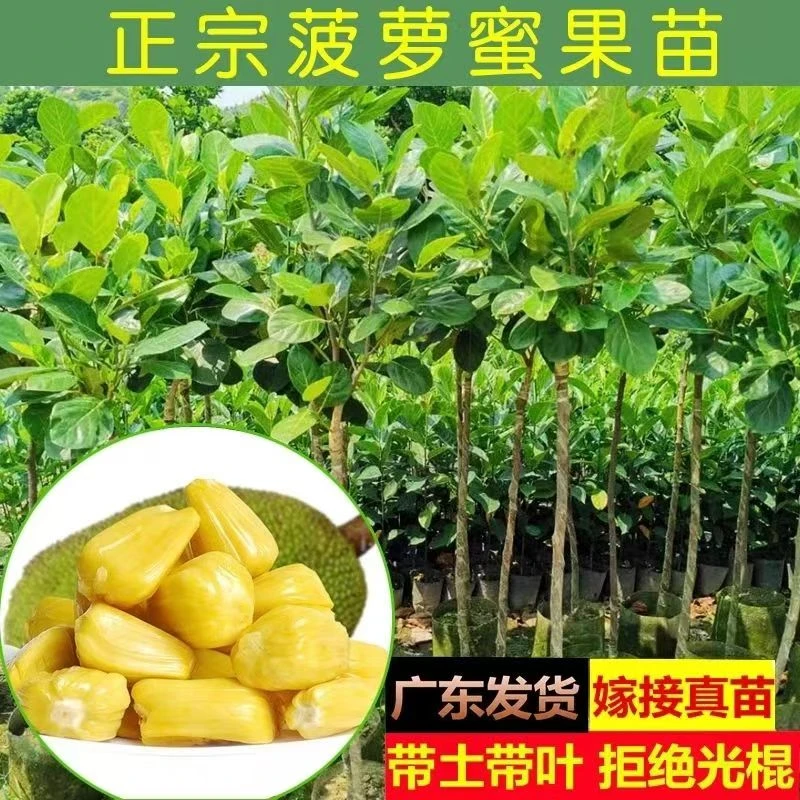 广东菠萝蜜苗果树黄肉红肉干包菠萝蜜带土绿植盆栽室内带叶发货