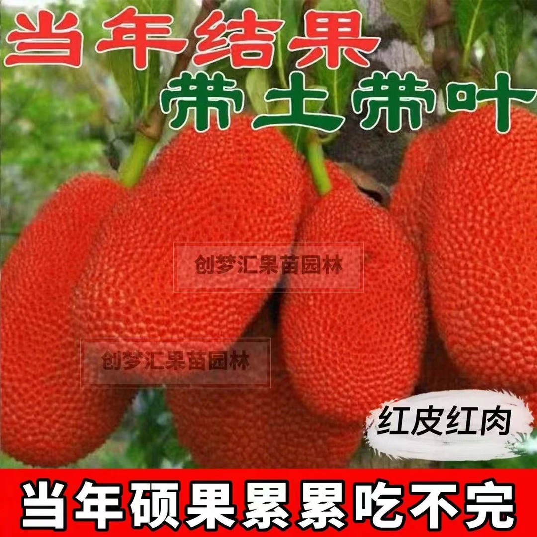 【红皮红肉】菠萝蜜树苗南北种植正宗红皮红肉黄肉嫁接苗四季结果