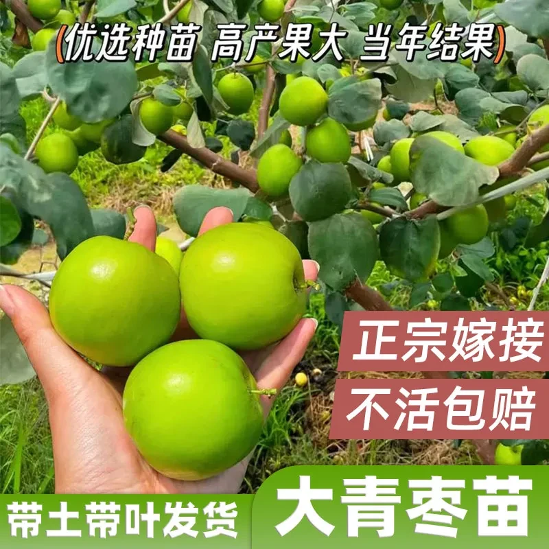 正宗台湾高产脆甜大青枣牛奶枣盆栽大果苹果枣嫁接苗蜜丝青枣果苗