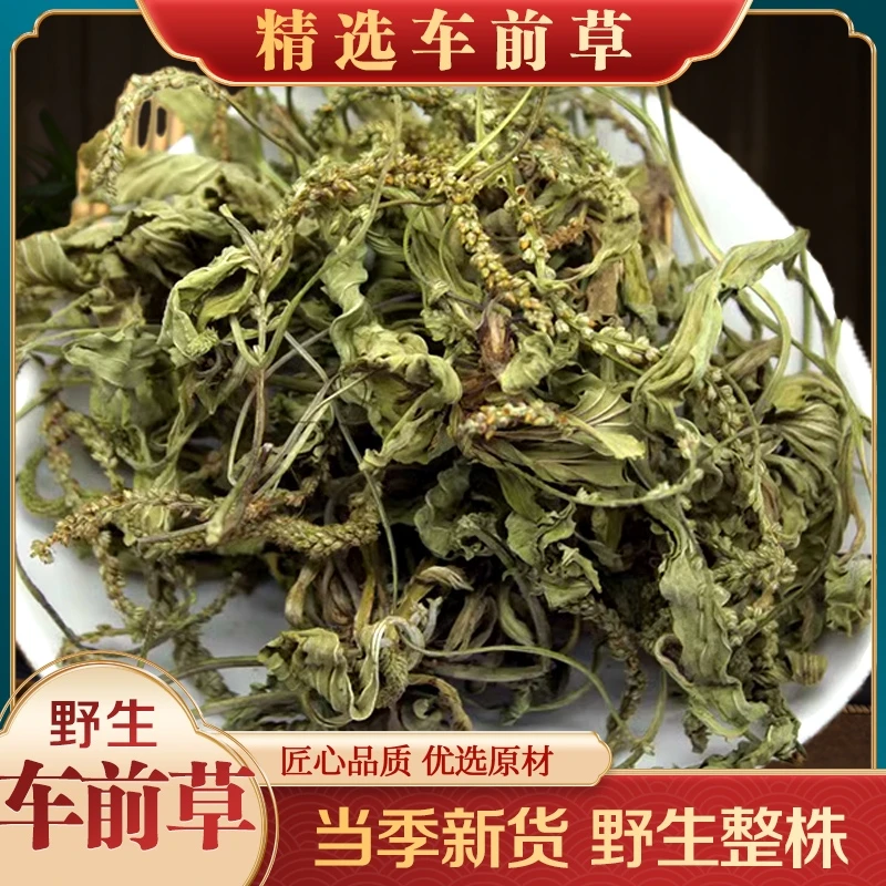 车前草正品500g精选干货新鲜完整车前草野生煮水天然无硫夏日尝鲜