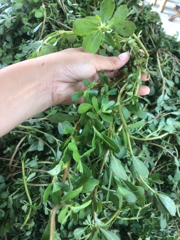 马齿苋，马齿苋干菜