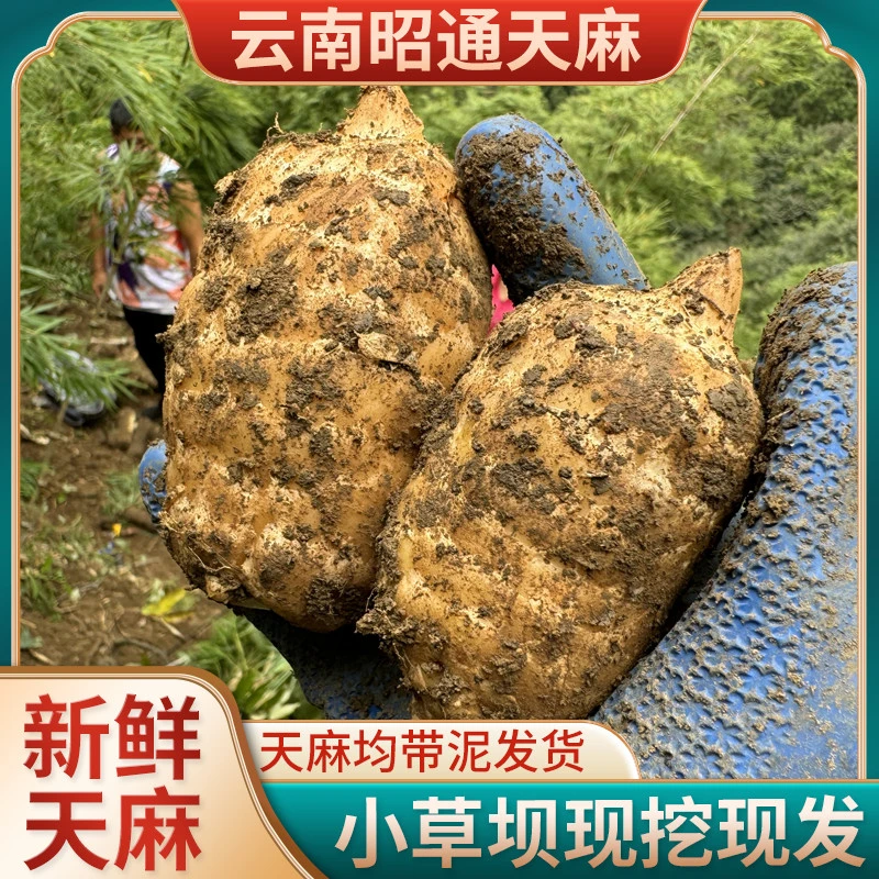 云南昭通正宗小草坝新鲜天麻现挖1-3-5顺丰包邮