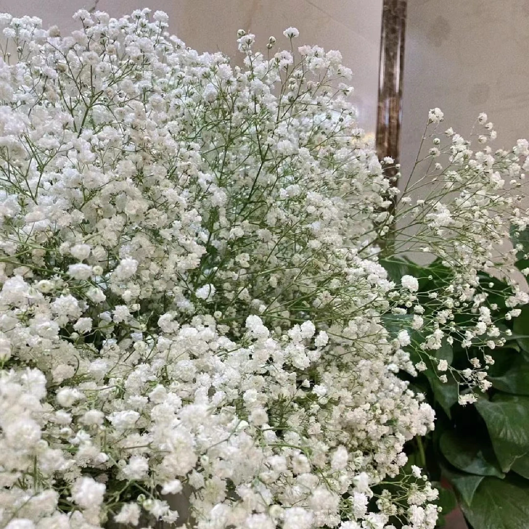 【琪琪鲜花】满天星一扎一大把鲜花 可做干花 发货后不支持退款