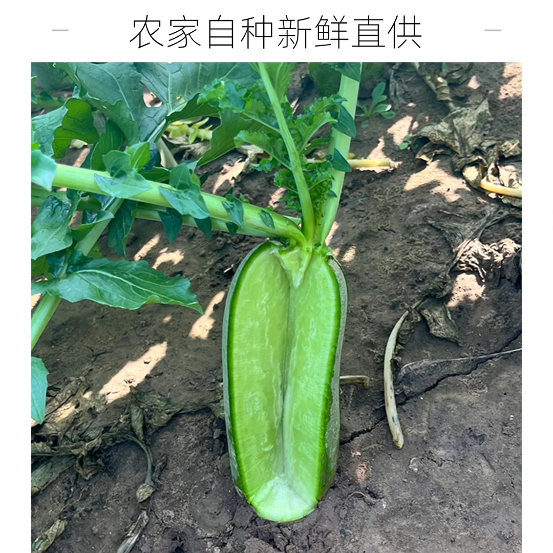【现拔现发】山东潍县萝卜潍坊水果萝卜脆甜多汁带皮微辣