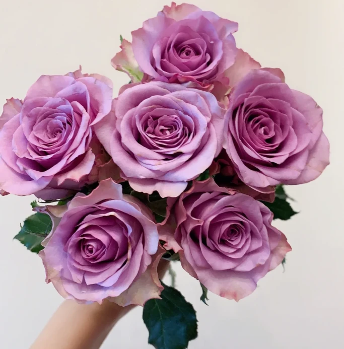 紫霞仙子单头玫瑰鲜切花 新鲜花材家庭插花 云南鲜花基地直发包邮