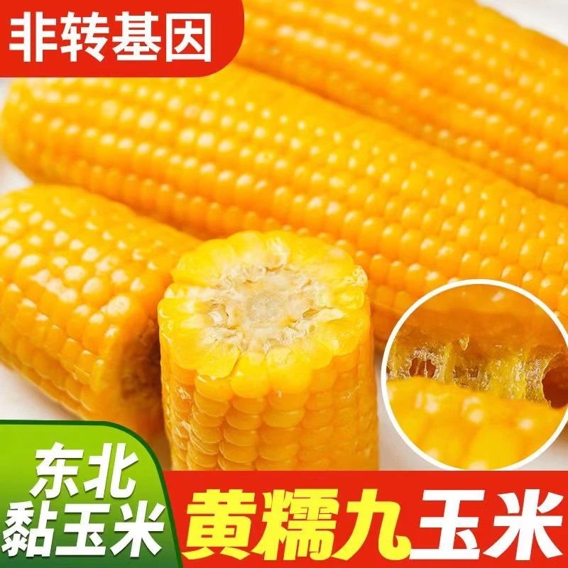 【宠粉福利限时3天】东北博斯糯九黄玉米240克*10棒（半熟）