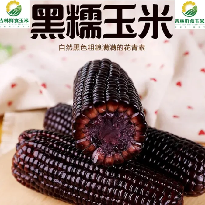 东北新鲜晋糯20黑玉米240g*10棒