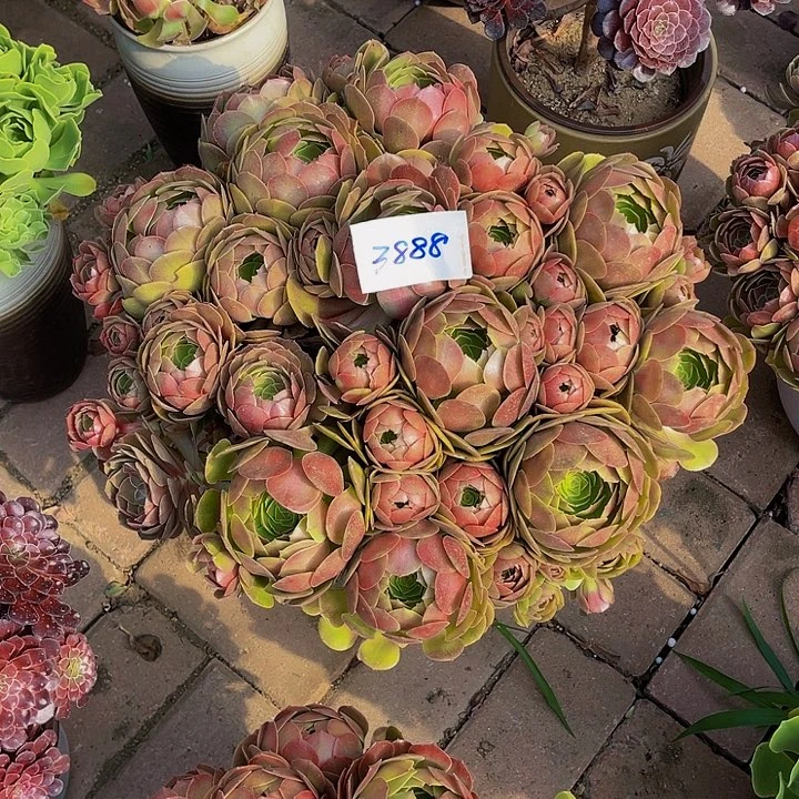 随***?3888:玫瑰沙拉碗