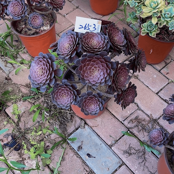 刘*2653:黑铜壶老桩