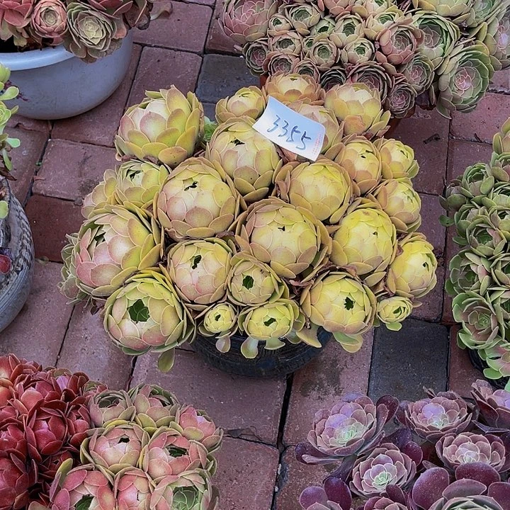 4⃣️*3355:黄金玫瑰沙拉碗