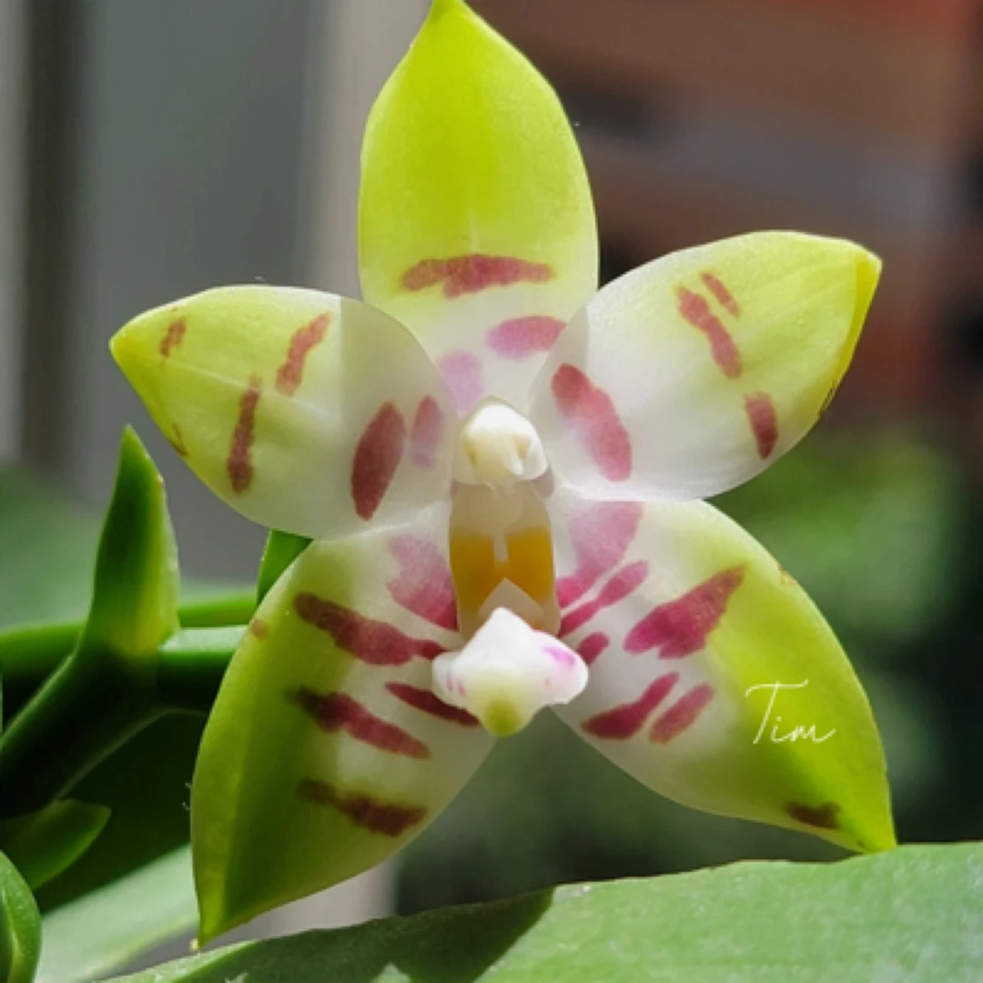 台湾原生品种蝴蝶兰“斑马女孩669”2.5寸苗基地直发自然花苗子壮