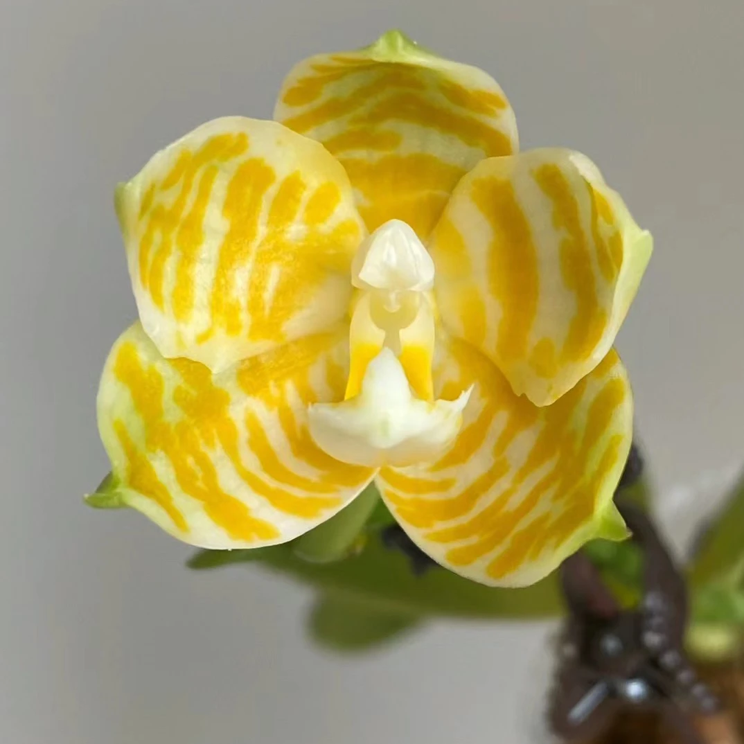 原生蝴蝶兰兰花大花“黄金特大斑马”好养活四季开花带香味大号