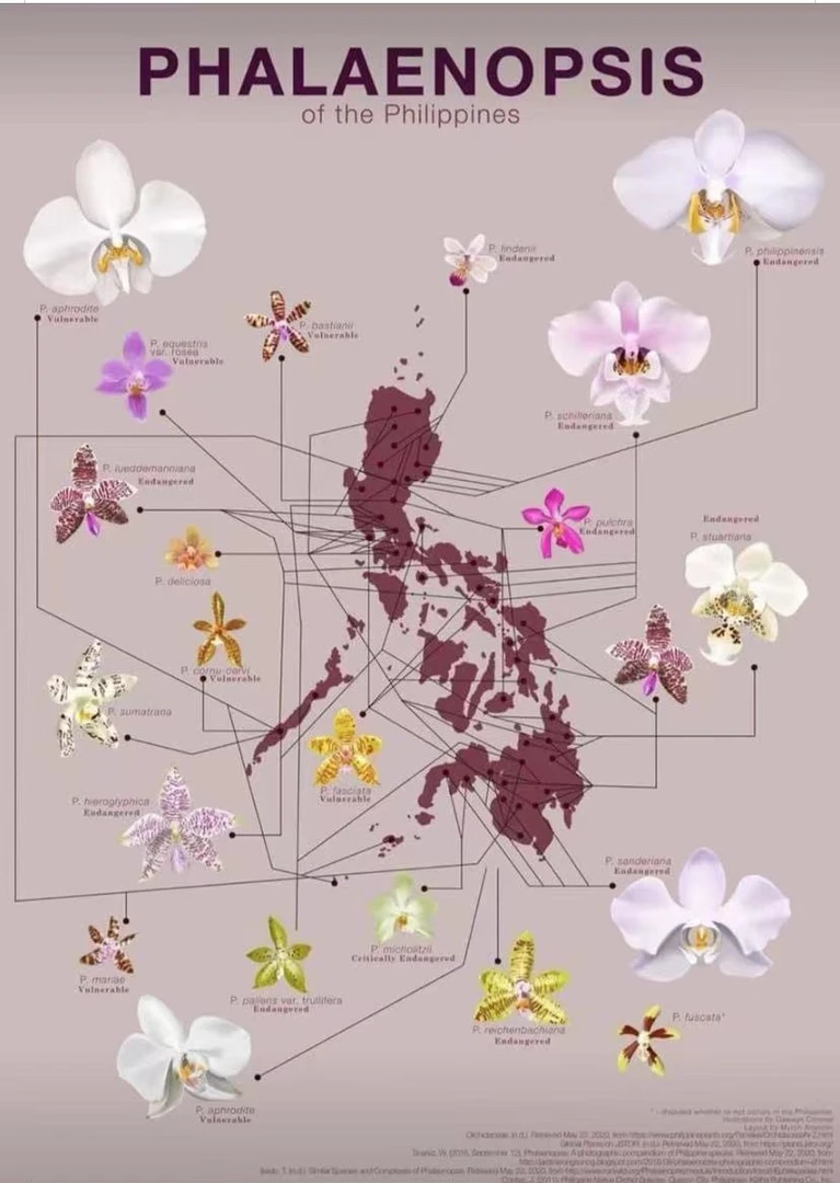 原生蝴蝶兰一物一拍链接带香味四季开花蝴蝶兰 基地直发