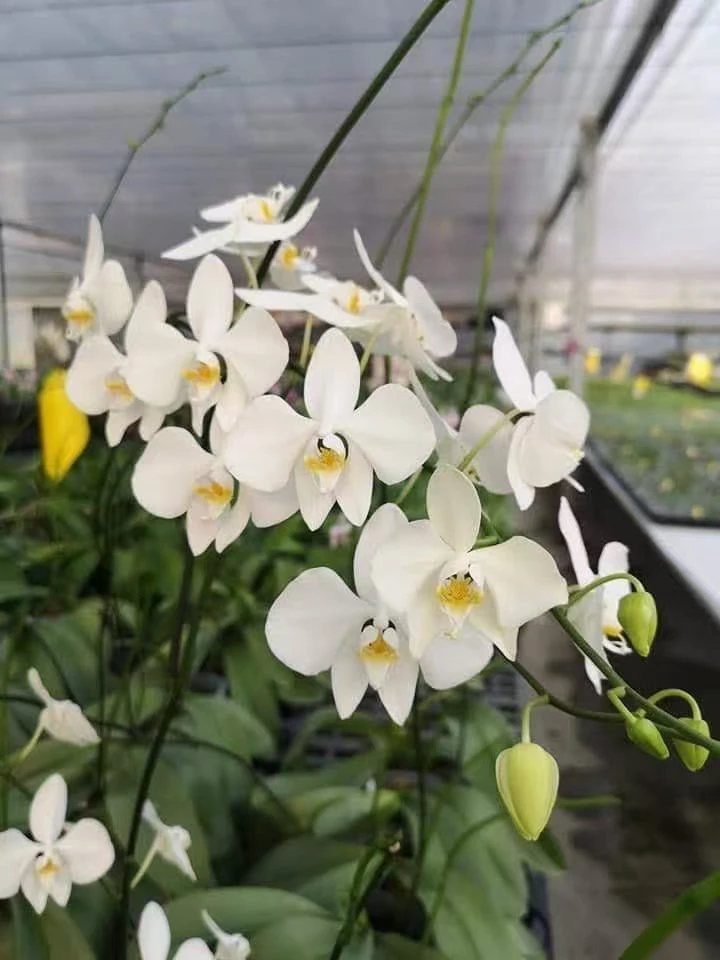 原生湾湾“新几内亚香阿嬤”精品蝴蝶兰高端室内花卉2.5大盆寸