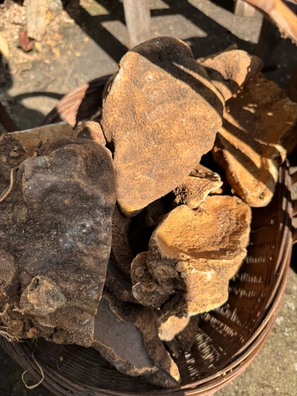 云南山货土特产（膻）        菇