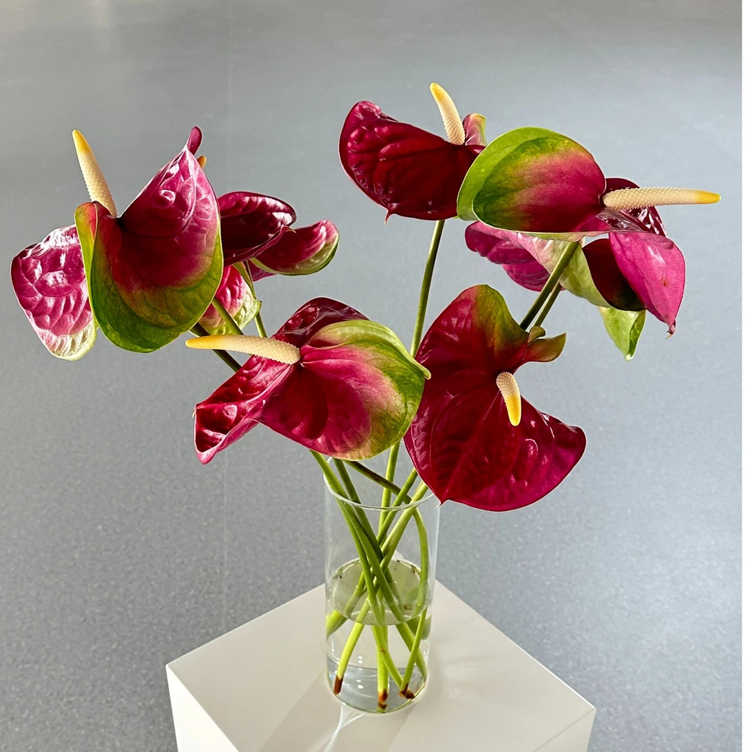 【伊翡红掌】小巨人 12枝鲜切花基地鲜花直发高端花卉绿植耐放
