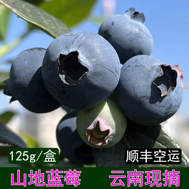 【顺丰空运】云南花香L25蓝莓新鲜当季怡颗现摘孕妇宝宝甜蓝梅水果