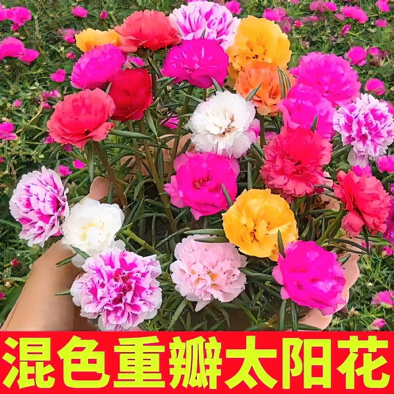 重瓣太阳花种孑花籽四季开花易活花种子花卉盆栽庭院室外花种籽子
