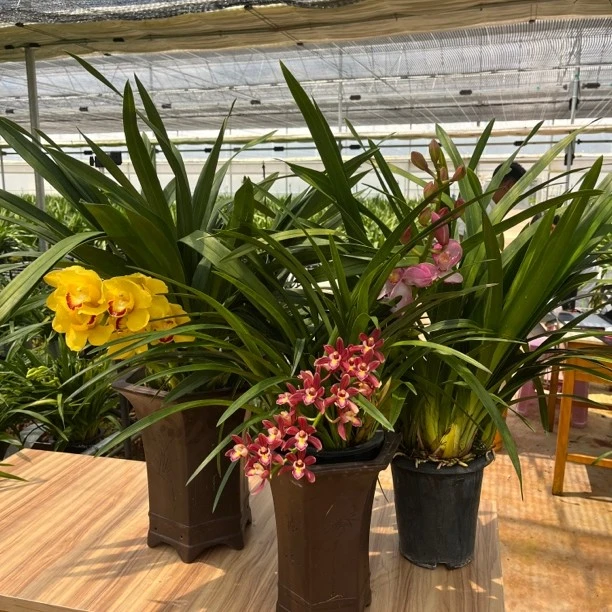 （阿伟家）  一物一拍  以直播间为准