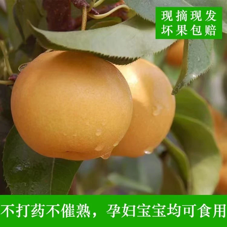 苗寨飞龙苗乡梨带纸箱十斤左右，坏果包赔