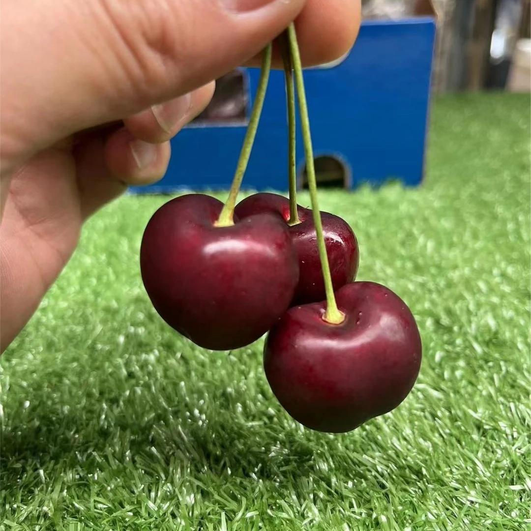 智利桑提娜2J车厘子