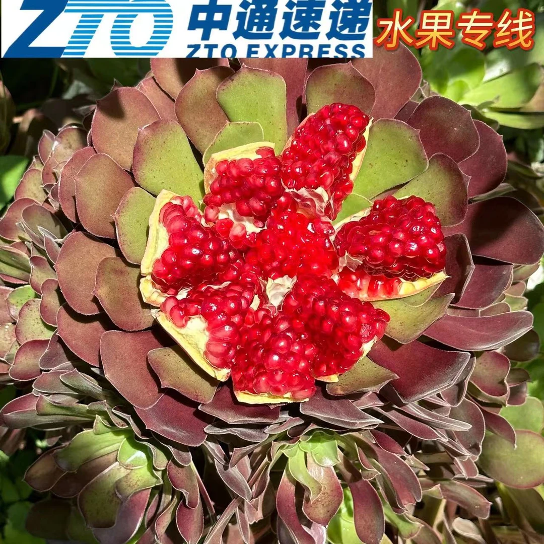 大凉山会理突尼斯软籽石榴5斤8斤爆汁饱满