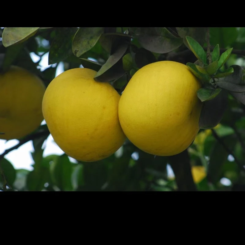 重庆特产梁平柚新鲜采摘2个装