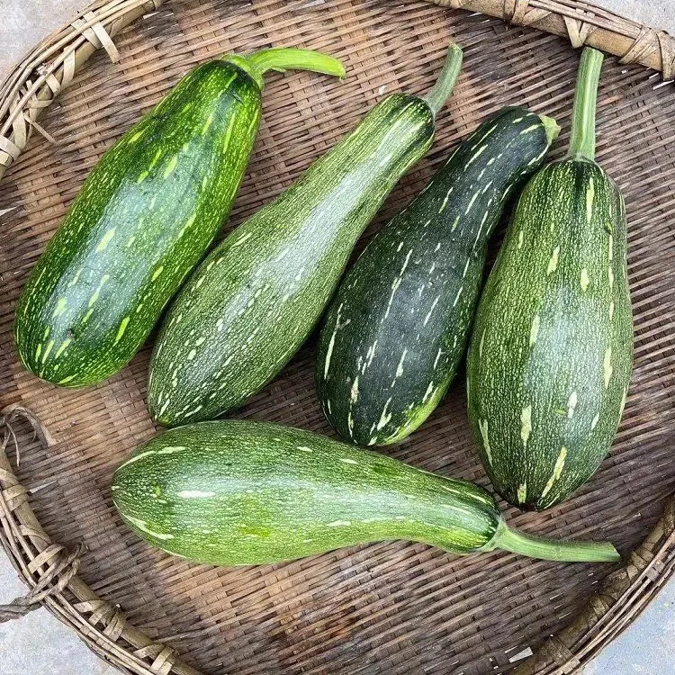农家自种嫩南瓜山货