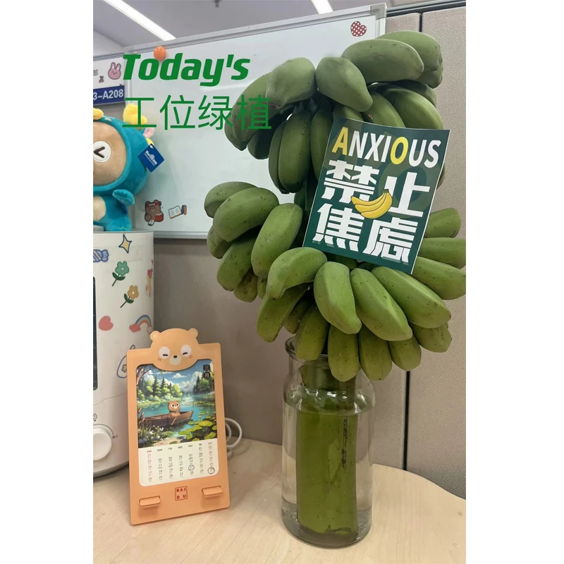 【禁止蕉绿】带杆小米蕉水培一整串办公室桌面水养小香蕉芭蕉新鲜