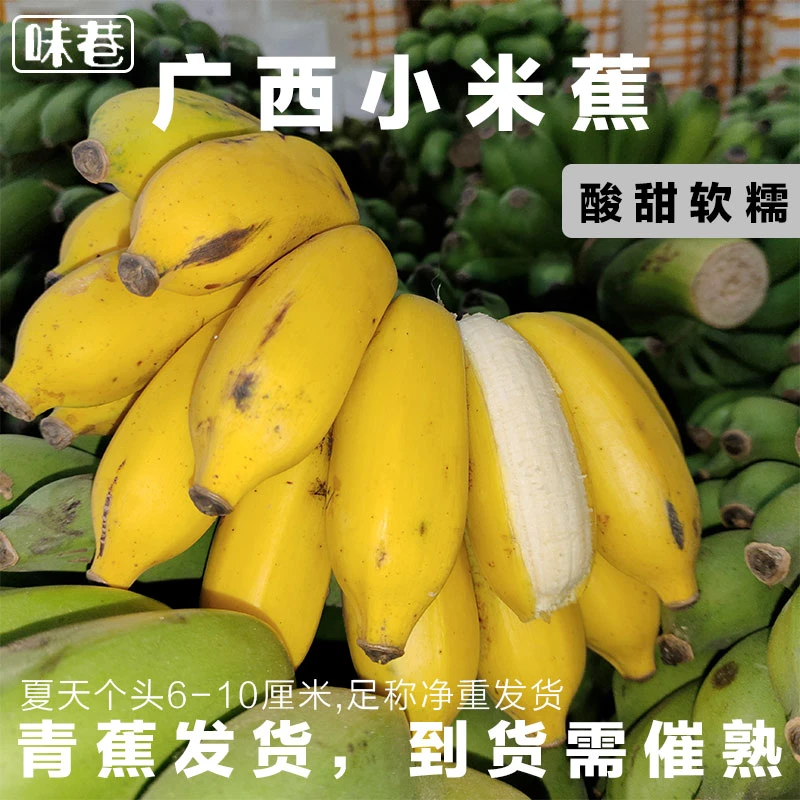 9斤小米蕉采摘广西自然熟甜香新鲜香焦天然香蕉小芭蕉