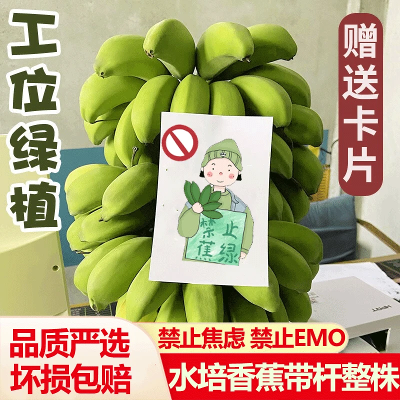 禁止蕉绿办公室桌面绿植水培香蕉整株带杆可食用拒绝蕉绿新鲜水果