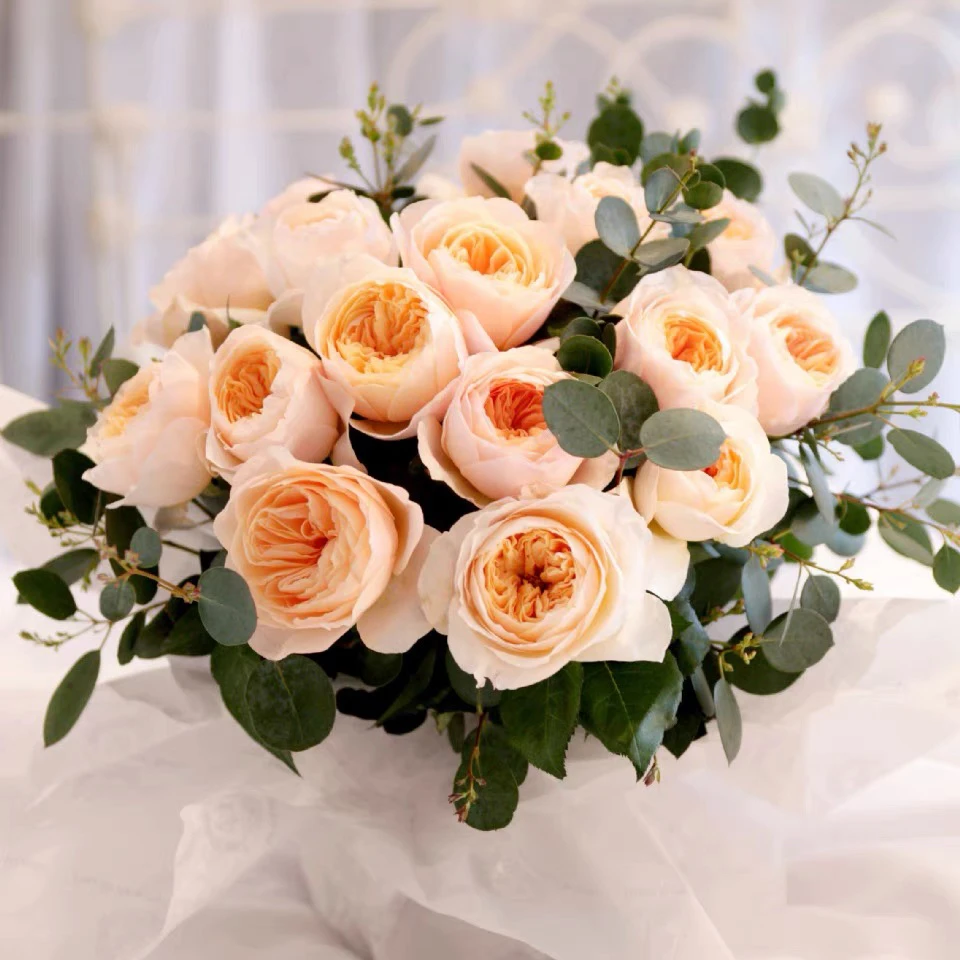 朱丽叶大花浓香切花玫瑰月季（开花性好观赏价值高阳台庭院四季开