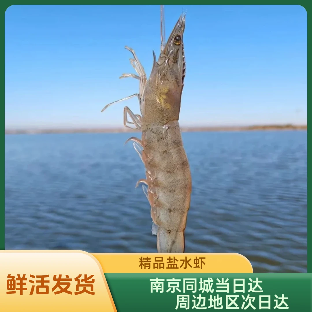 盐水虾对虾（40只左右/斤）新鲜捕捞 鲜活发货 保鲜不包活