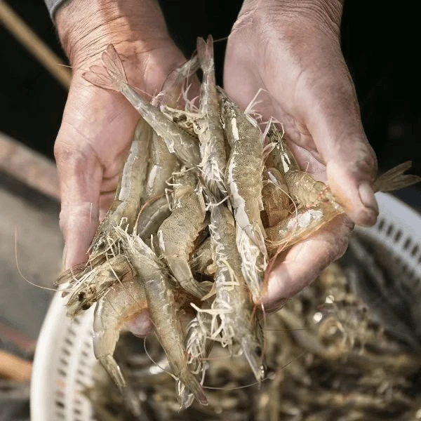 缺氧盐水虾对虾 (40只左右/斤) 净重3斤 有掉头现象 介意勿拍