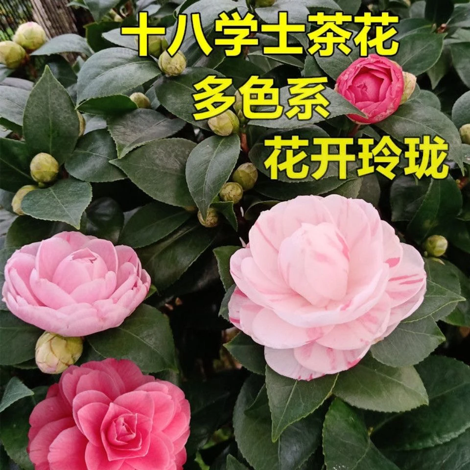 十八学士4年老桩苗白底茶花正宗带花苞室内四季绿植多色山茶花树