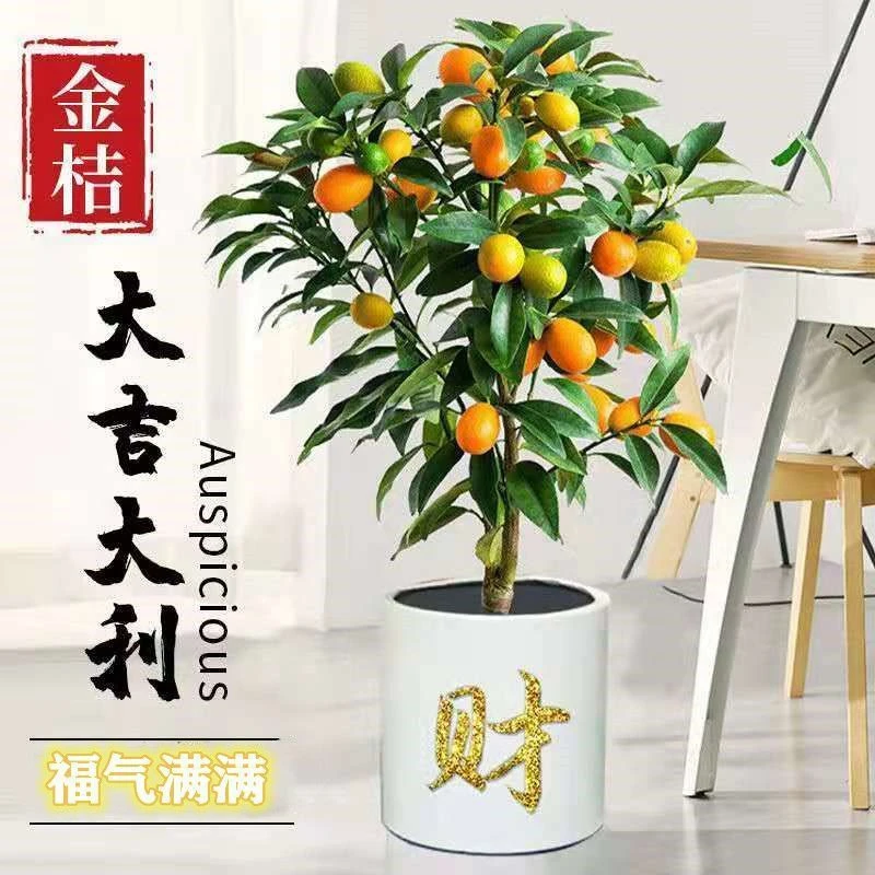 脆皮金桔树苗盆栽地栽四季开花结果可食用