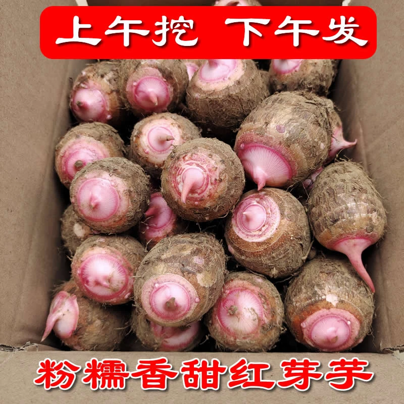 广西红芽芋粉糯香芋仔现挖小芋艿新鲜芋头仔软糯整箱批发应季蔬菜