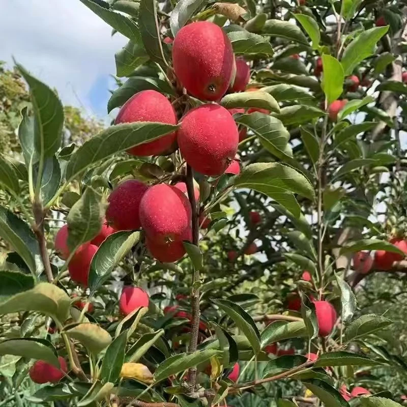 【净重5斤】密云本地山区种植鸡心果不酸不涩脆甜的口感