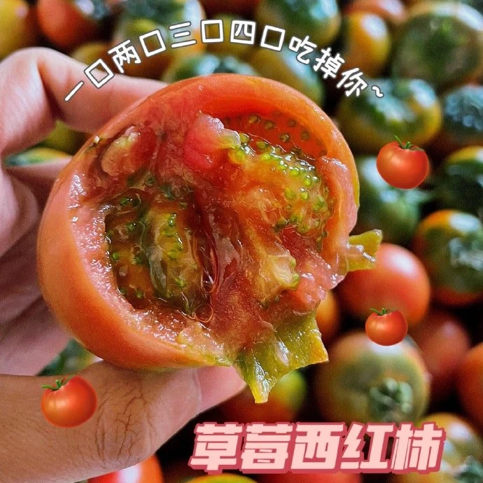 【草莓西红柿】密云新鲜采摘铁皮西红柿3/5斤酸甜可口多汁现摘现发