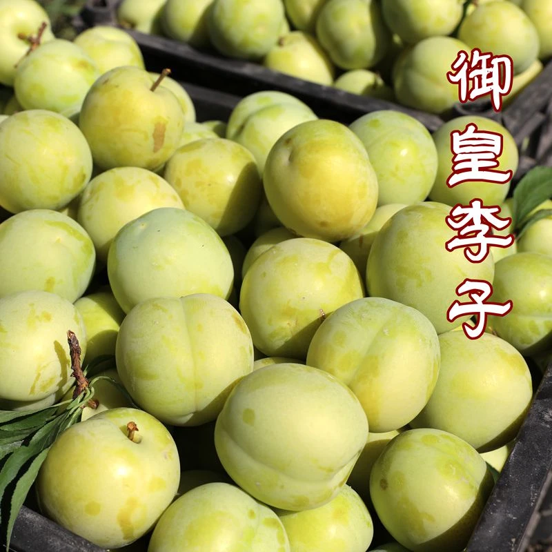 【5斤】密云本地农家种植御皇李子黄果子现摘现发