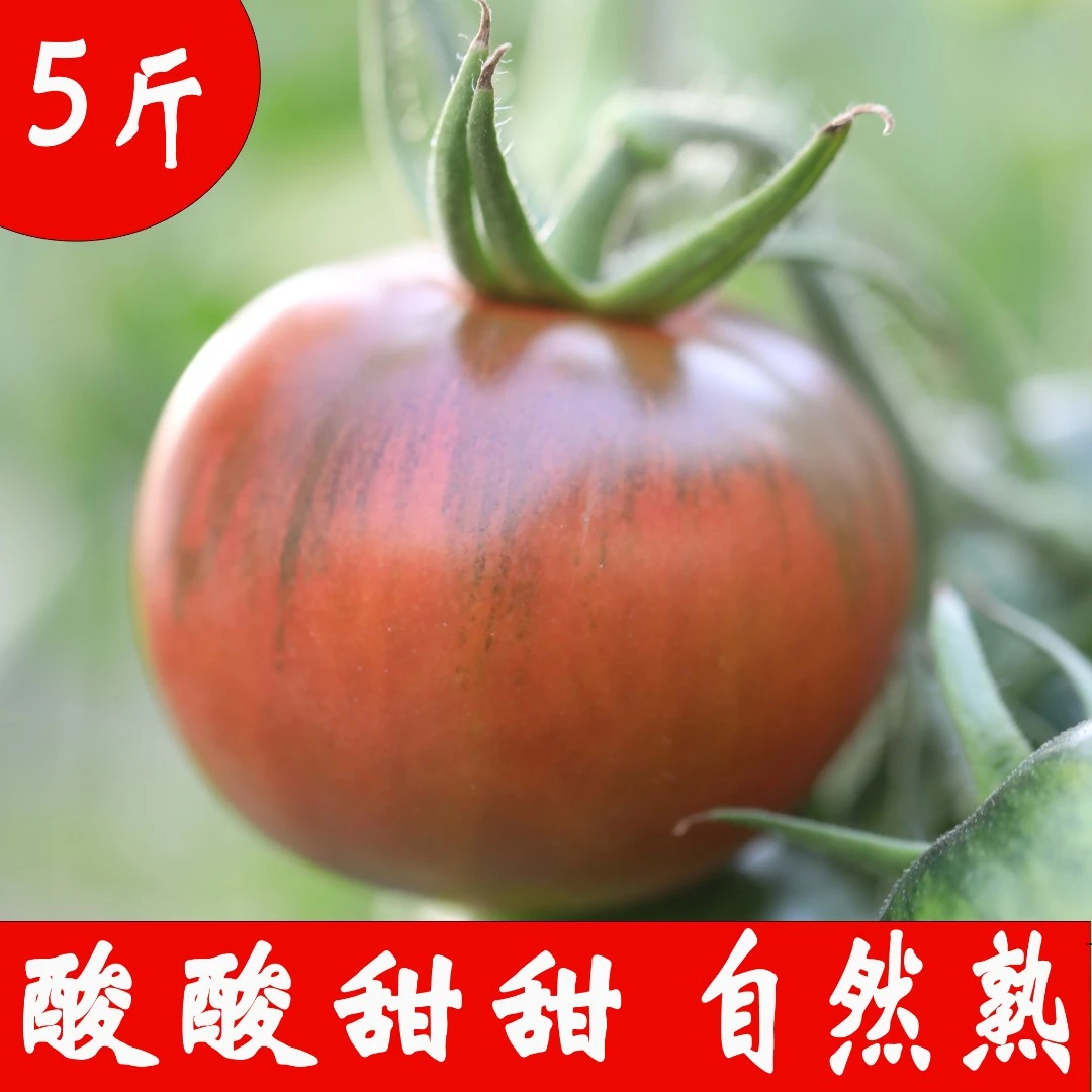 【草莓西红柿5斤】草莓西红柿单果60克以上生吃的水果西红柿绿腚西红柿铁皮柿子