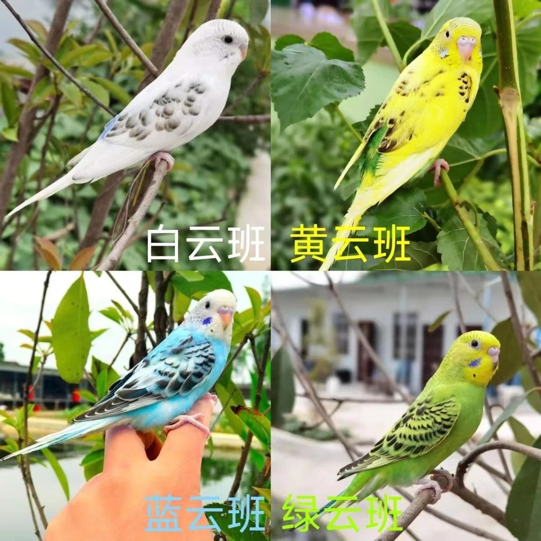 2只 云斑鹦鹉活体手养特色宠物鸟活鸟