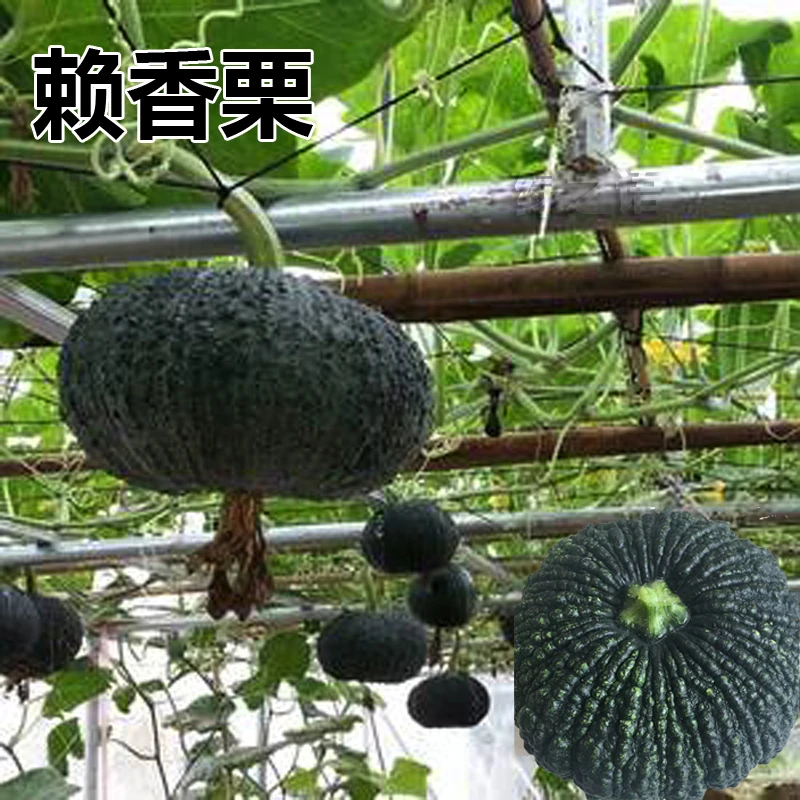 赖香栗南瓜种子引进品种粉面甜高产抗病春夏秋播种鳄鱼皮南瓜种子