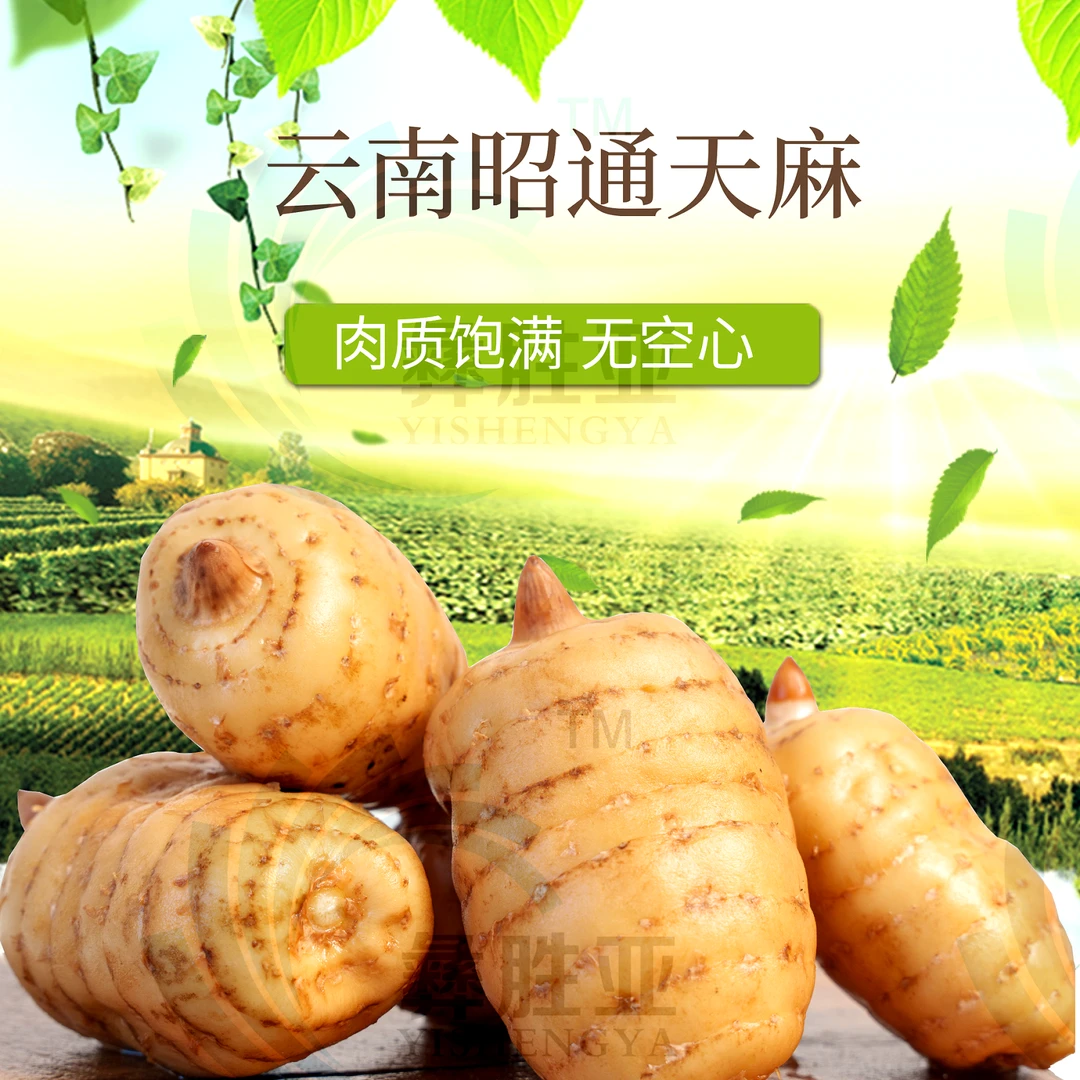 【粉丝福利】正宗昭通精选小草坝鲜天麻 新鲜 原产地