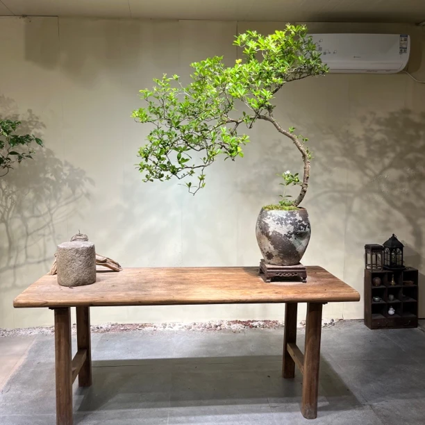 如意 | 海岛栀子花 自然弯曲灵动飘枝 老桩意境盆景