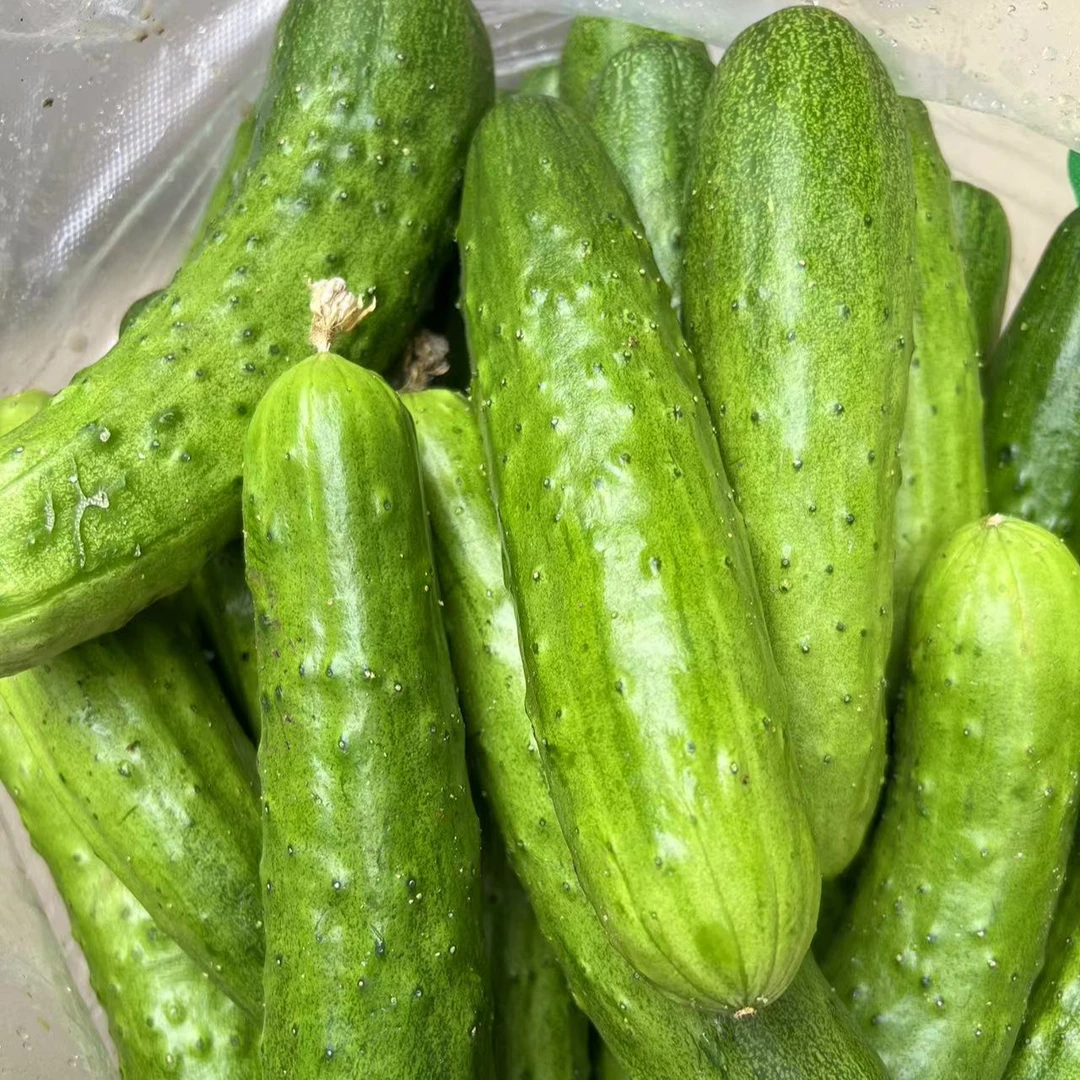 广水本地青黄瓜白黄瓜湖北随州水果黄瓜5斤顺丰包邮售后包赔