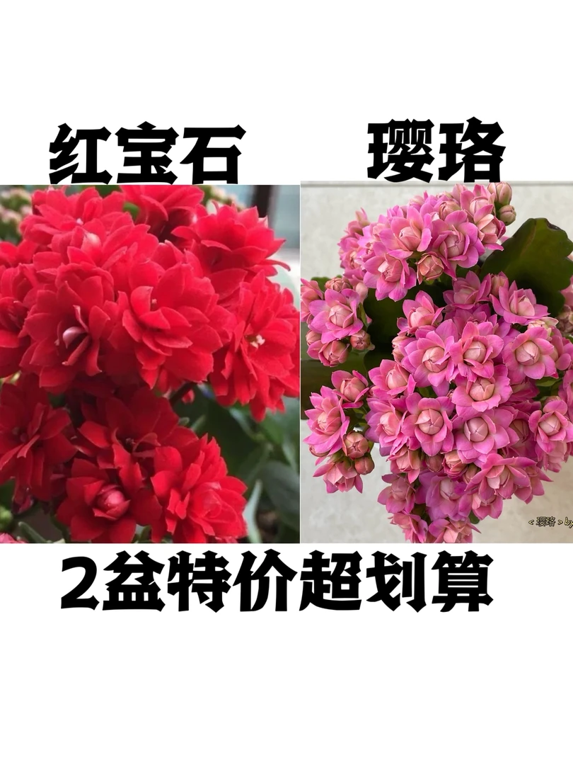 红宝石璎珞紫霞仙子长寿花重瓣大花 带花苞