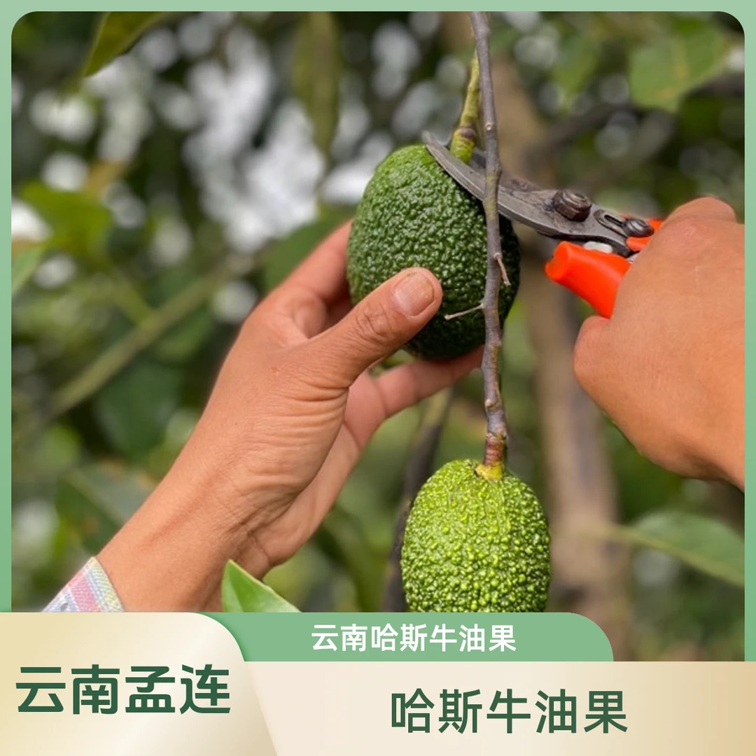 云南孟连哈斯牛油果（100-150g）小果新鲜采摘原产直发
