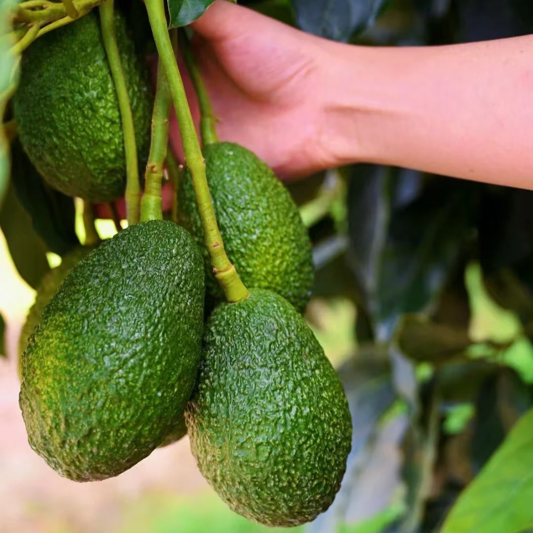 云南孟连哈斯牛油果精品大果8枚装新鲜采摘原产直发